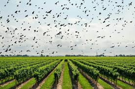 Airports & Airfields